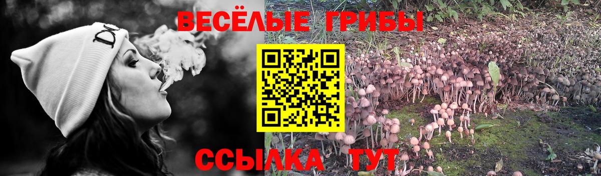 Псилоцибиновые грибы прущие грибы Кольчугино